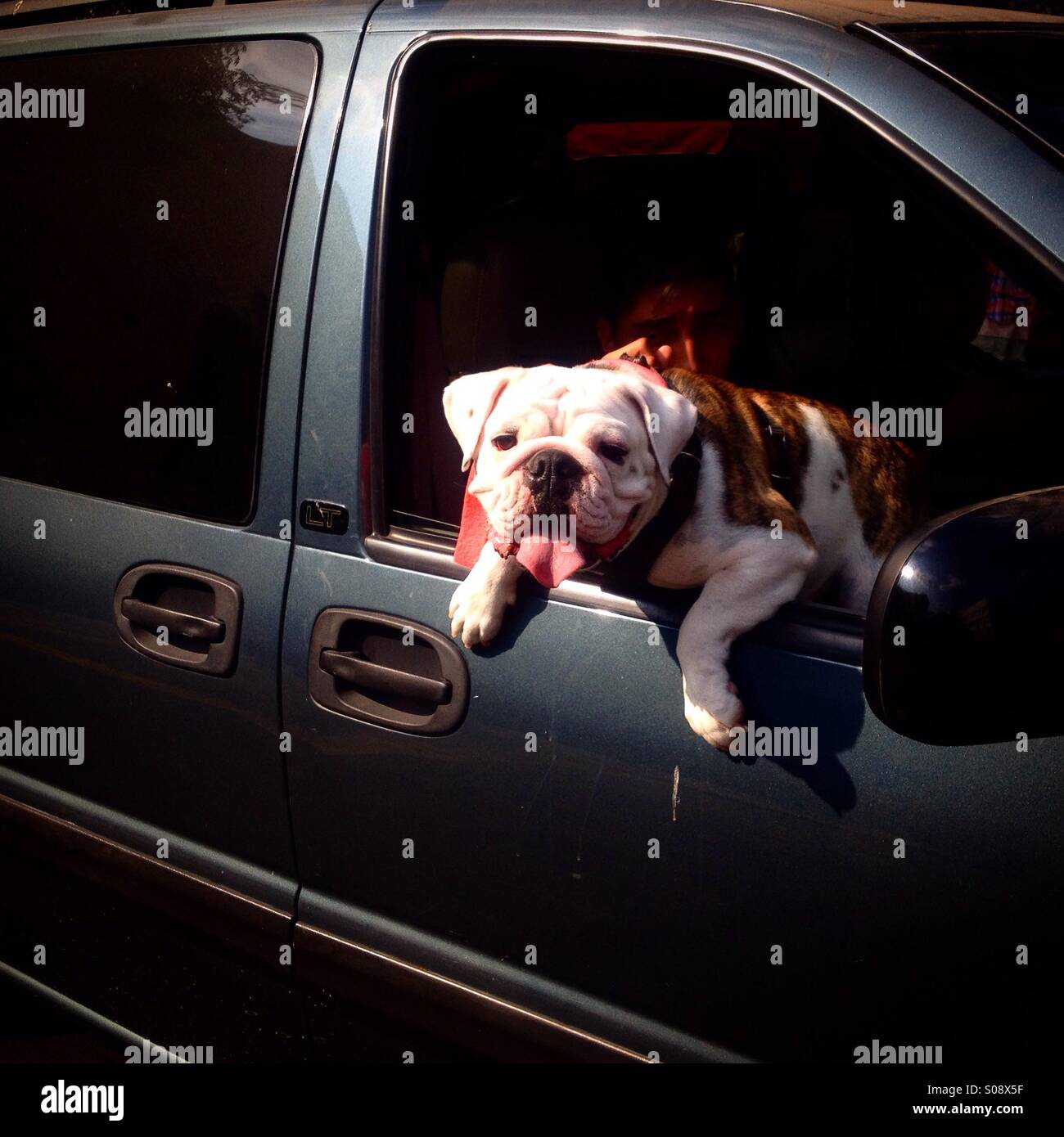 Un cane di coetanei di un finestrino di un auto in Colonia Roma, Città del Messico, Messico - Immagine stock catturata con smartphone