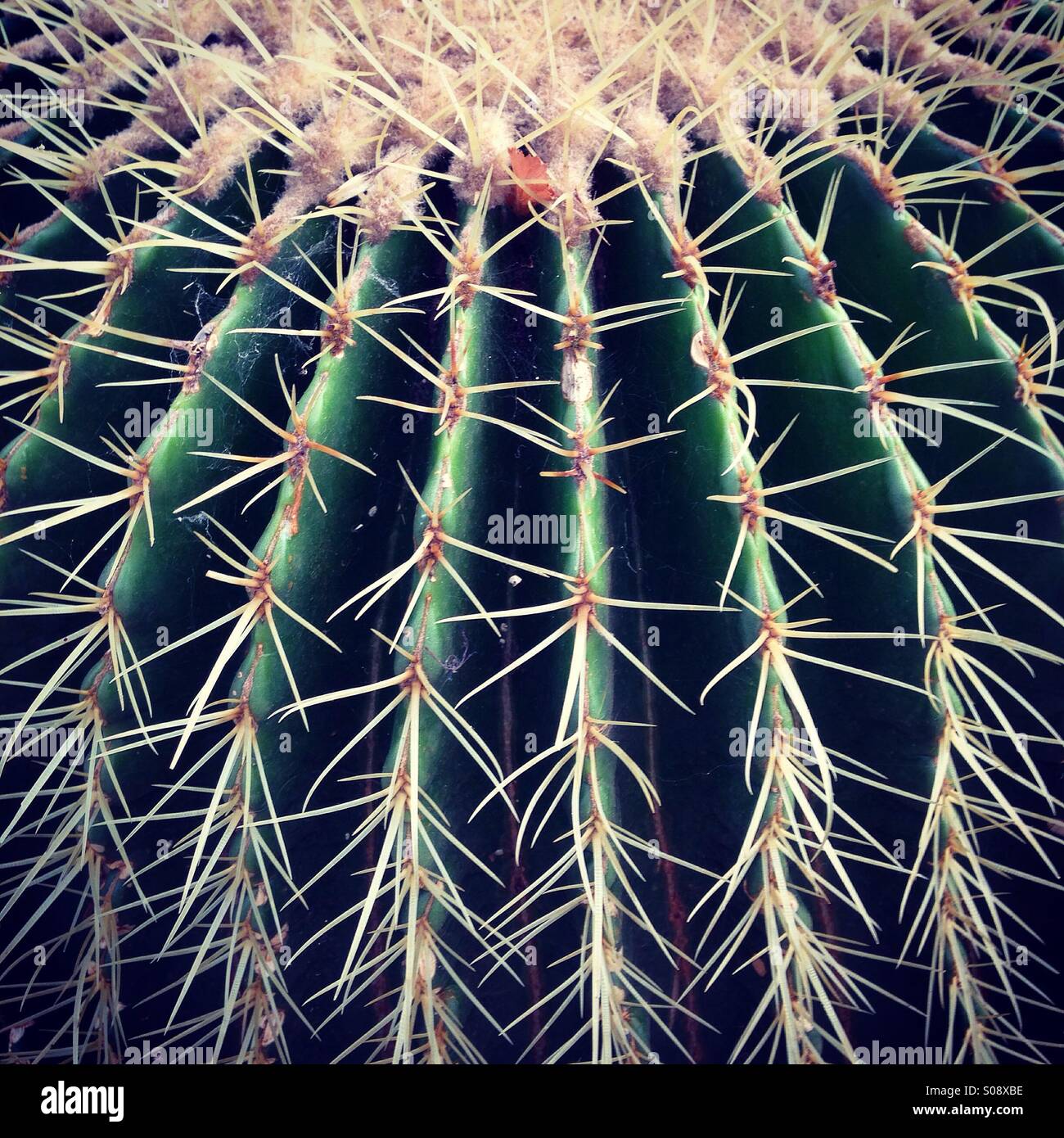 Palla dorata Catus Foto Stock