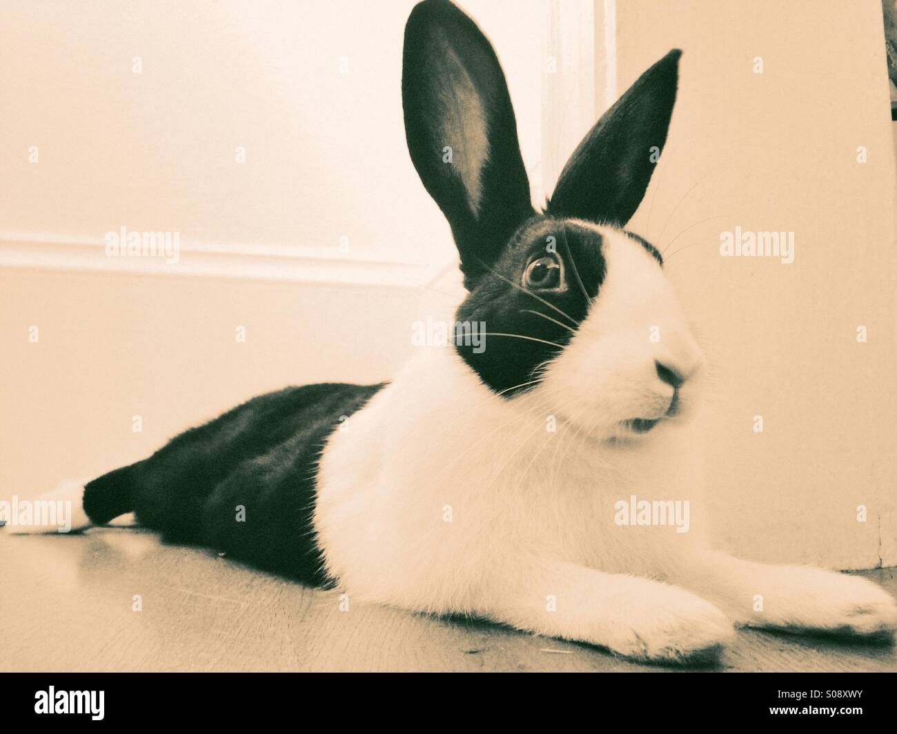Bianco e nero bunny Foto Stock