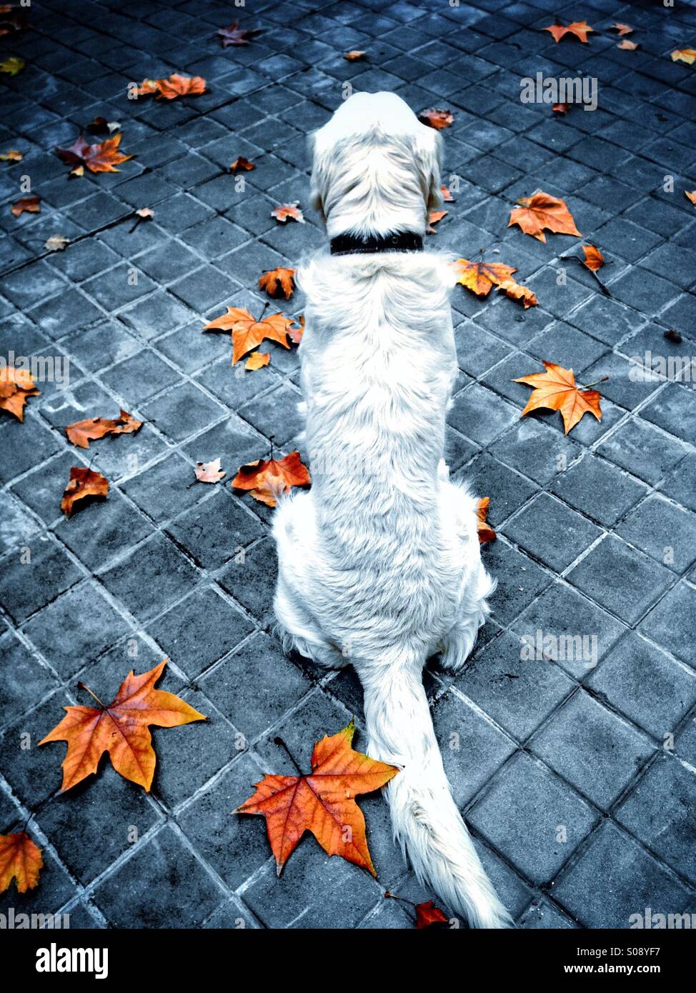 Max in attesa per la sua passeggiata Foto Stock