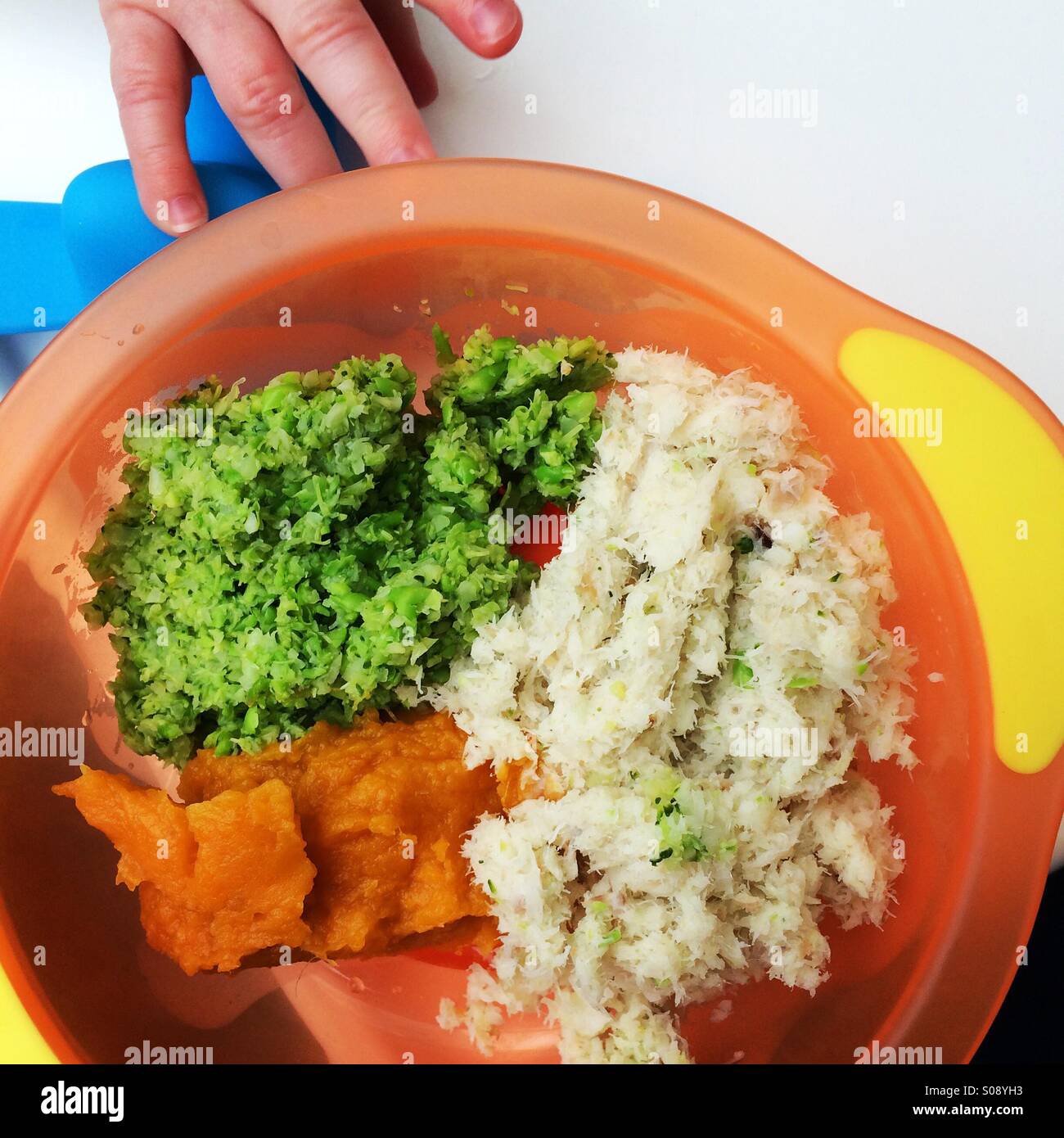 Colpo di overhead della tazza di purea di fatti in casa nel recipiente per  lo svezzamento (pea e broccoli, patate dolci e piatti a base di pesce) con  il bimbo di mano