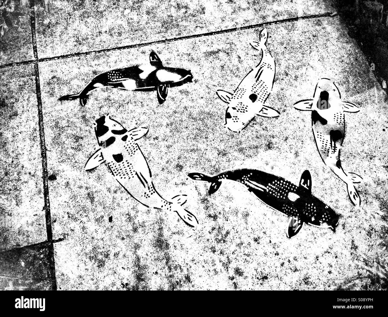 B&W goldfish marciapiede dipinto sul terreno in bianco e nero Foto Stock