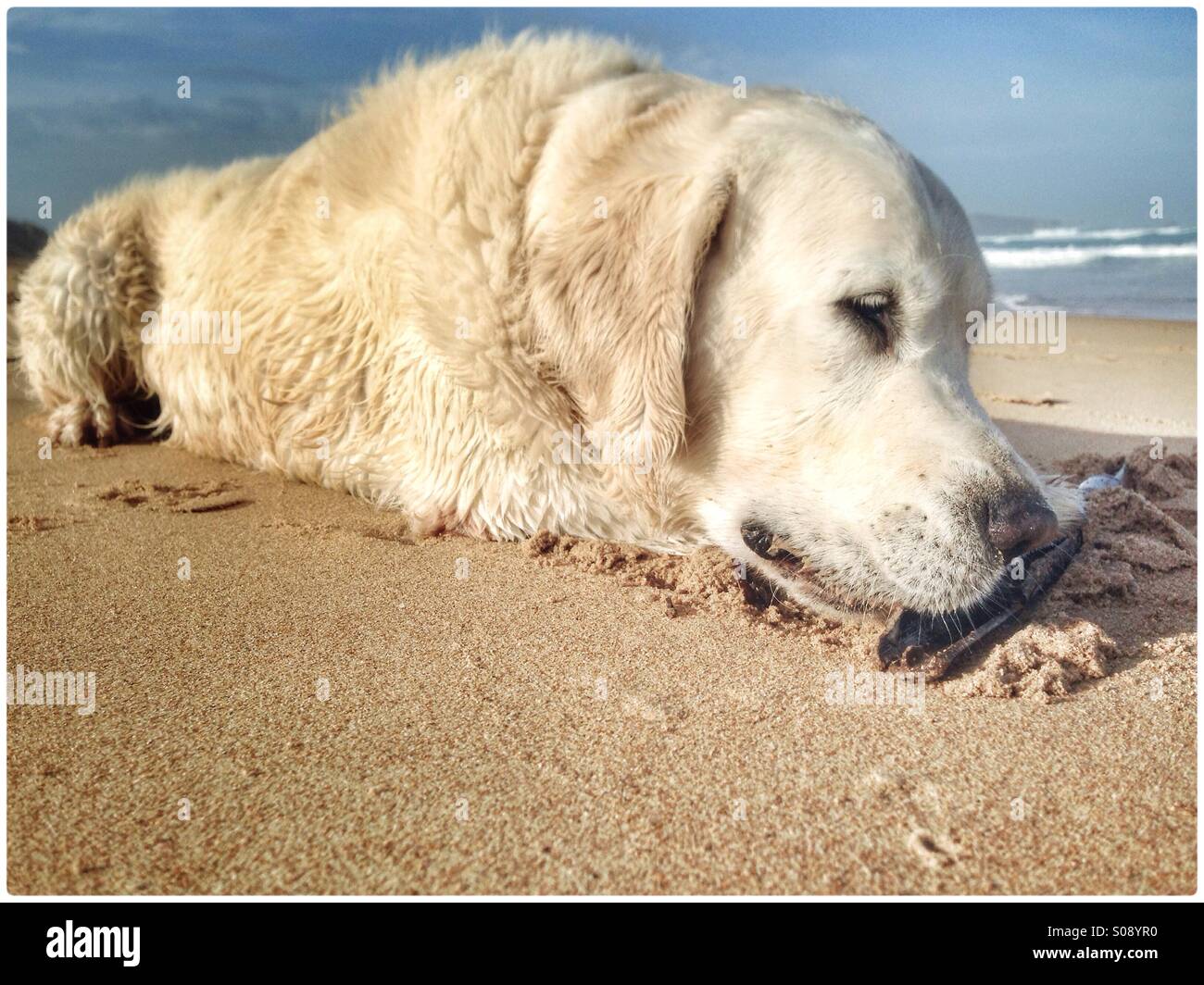 Max in spiaggia Foto Stock