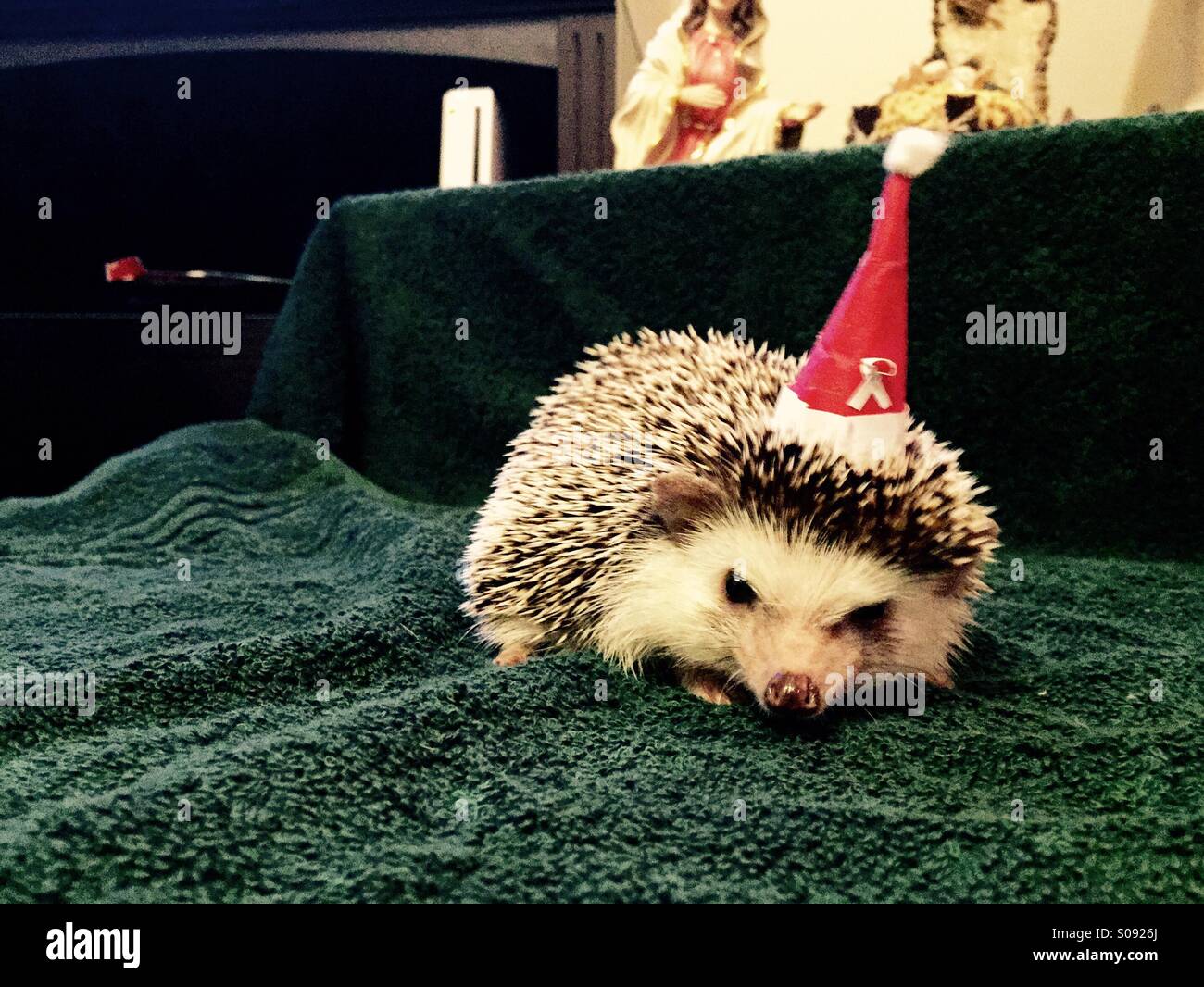 Indossare Hedgehog piccolo cappello di Natale Foto Stock