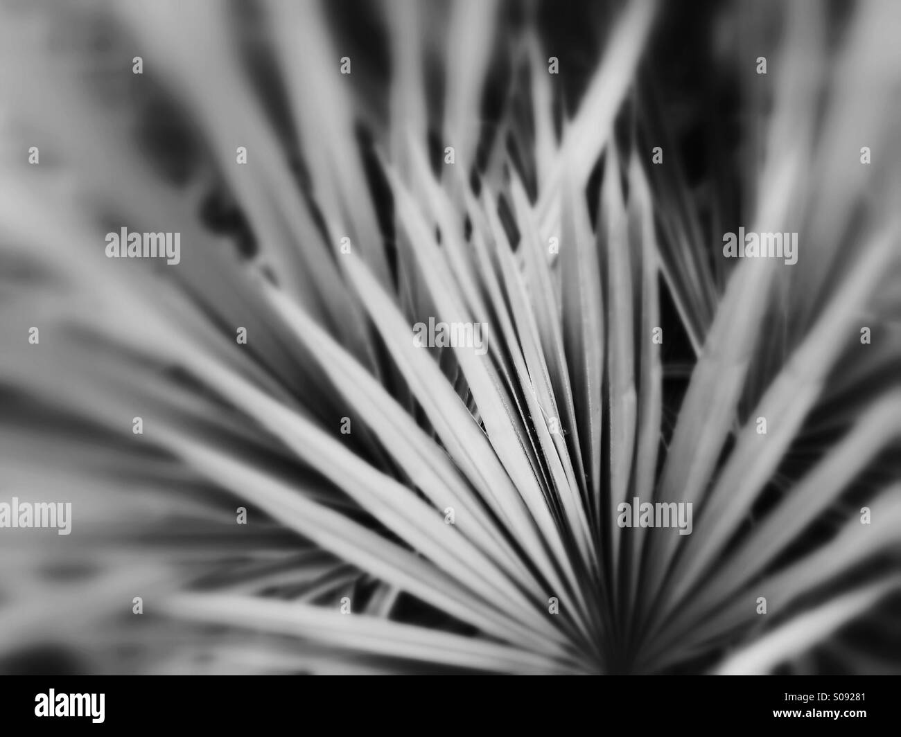 Bianco e nero sfocata tropicali lussureggianti piante di Palm Foto Stock