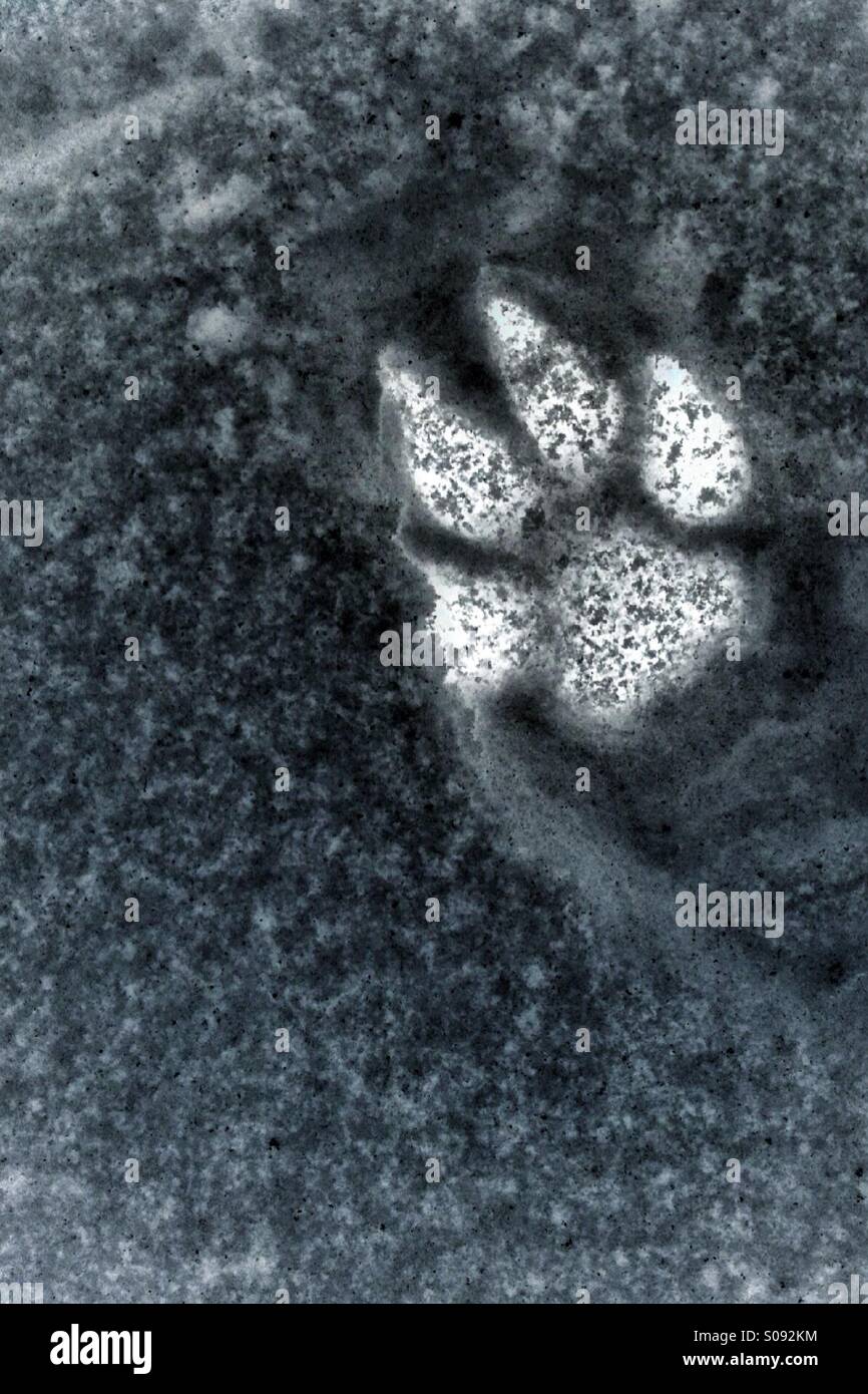 Colore invertito la foto del cane stampa nella neve - Immagine stock catturata con smartphone