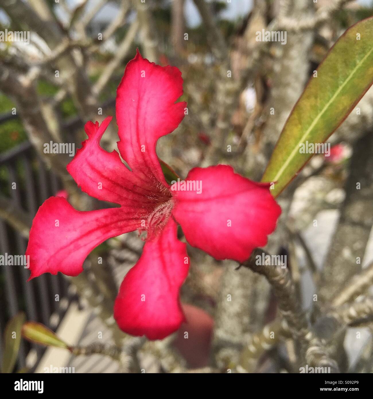 Fiore magenta - Immagine stock catturata con smartphone