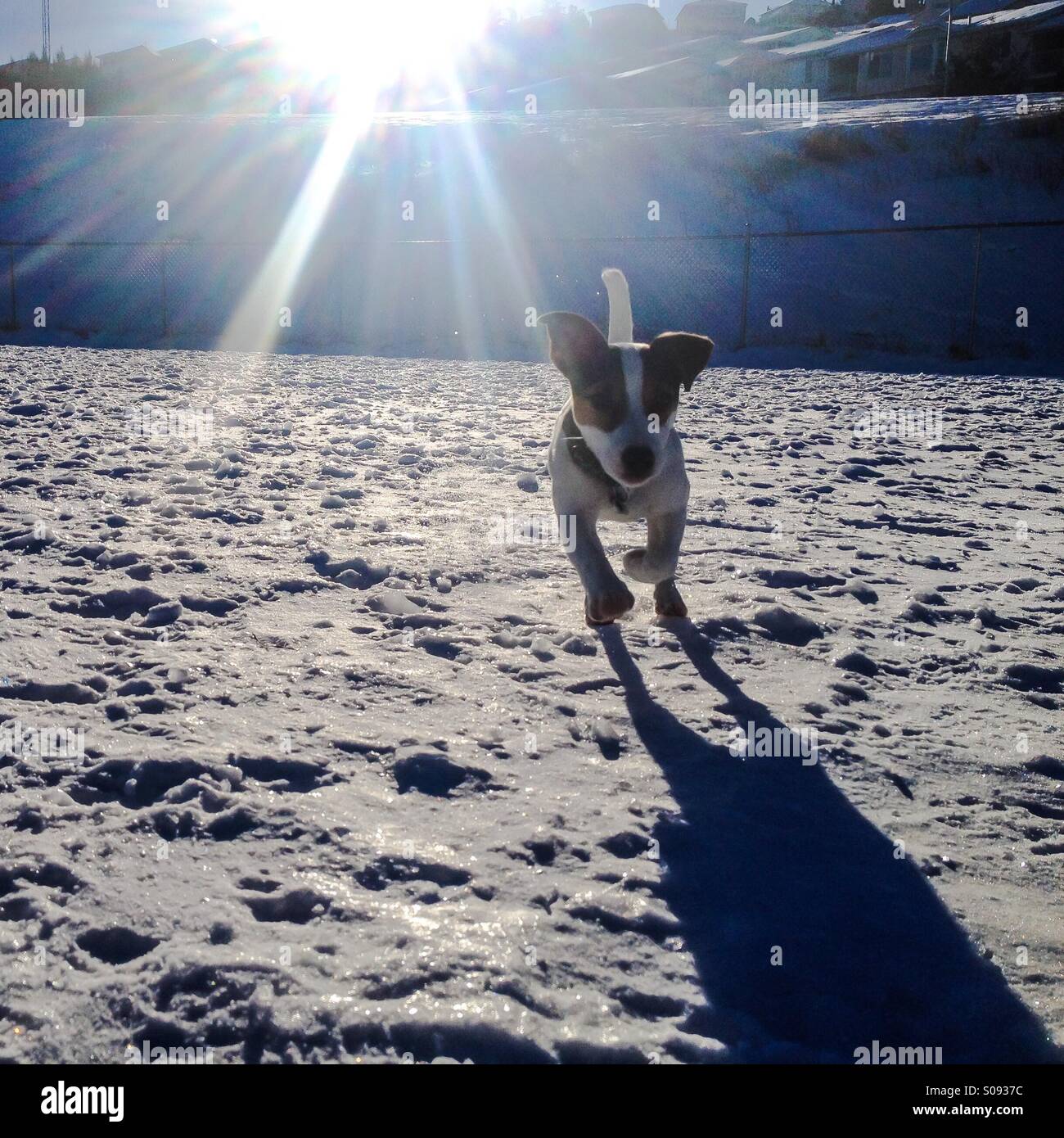 Cinque-mese-vecchio Jack Russell Terrier cucciolo acceso verso la telecamera su un soleggiato freddo giorno d'inverno. La massa nevosa è congelato e brilla al sole. Foto Stock