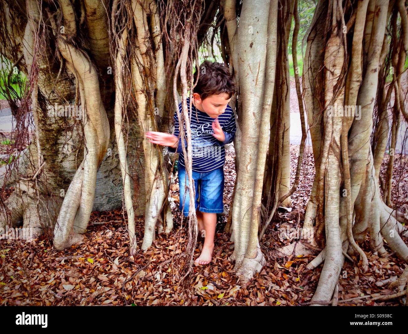 Ragazzo a giocare tra le radici di un grande albero Foto Stock