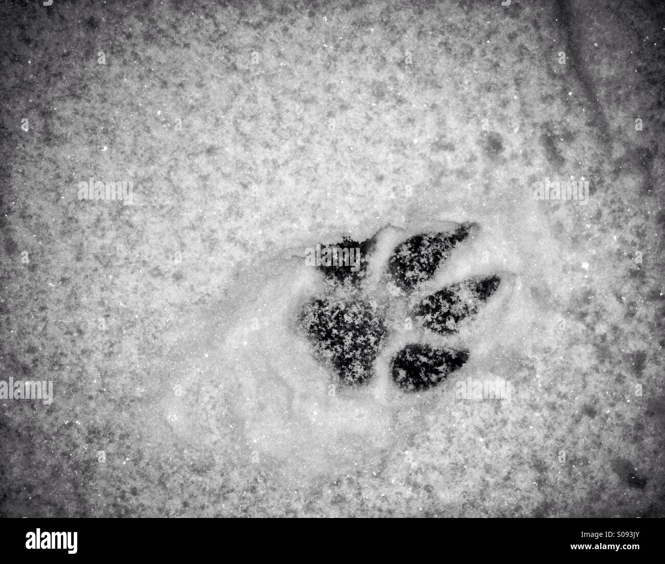 Zampa del cane stampa nella neve - Immagine stock catturata con smartphone