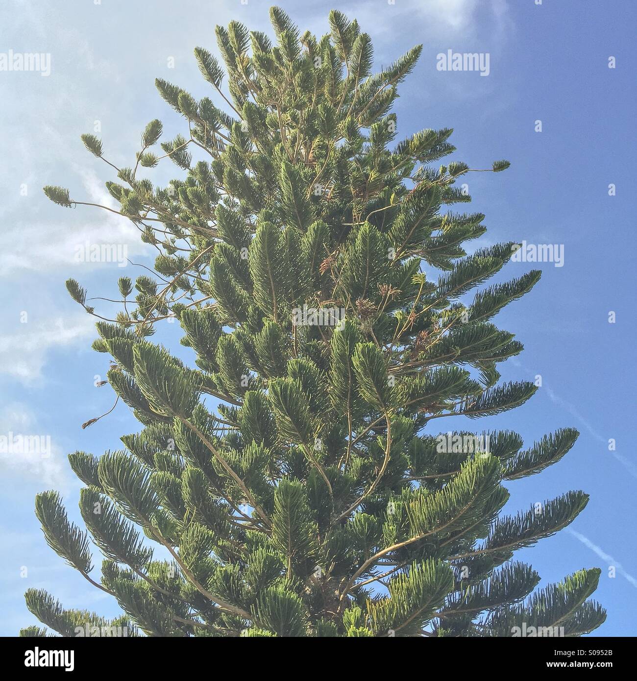 Albero di Florida - Immagine stock catturata con smartphone
