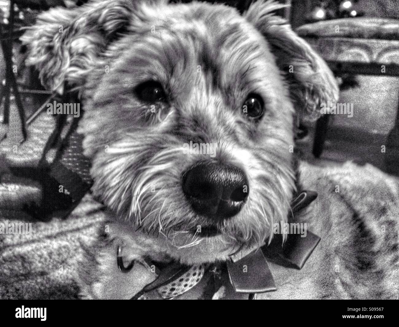 Sam il lhasa apso-sheltie (b/w). Foto Stock