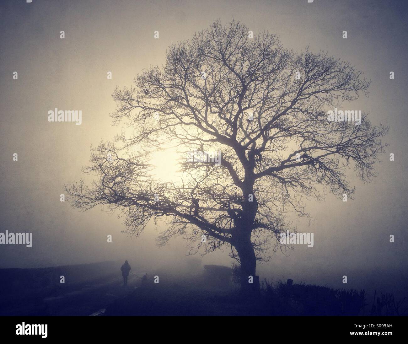 La figura camminare cane sotto albero nella nebbia pesante Foto Stock