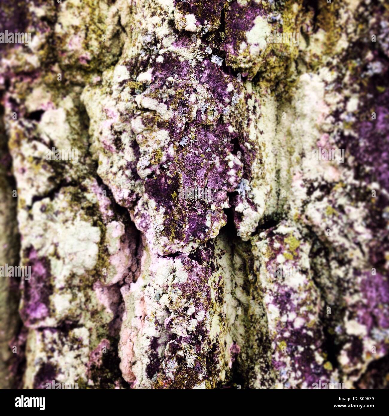 Rovere antico di corteccia di albero coperto con colorati Lichen. Foto Stock