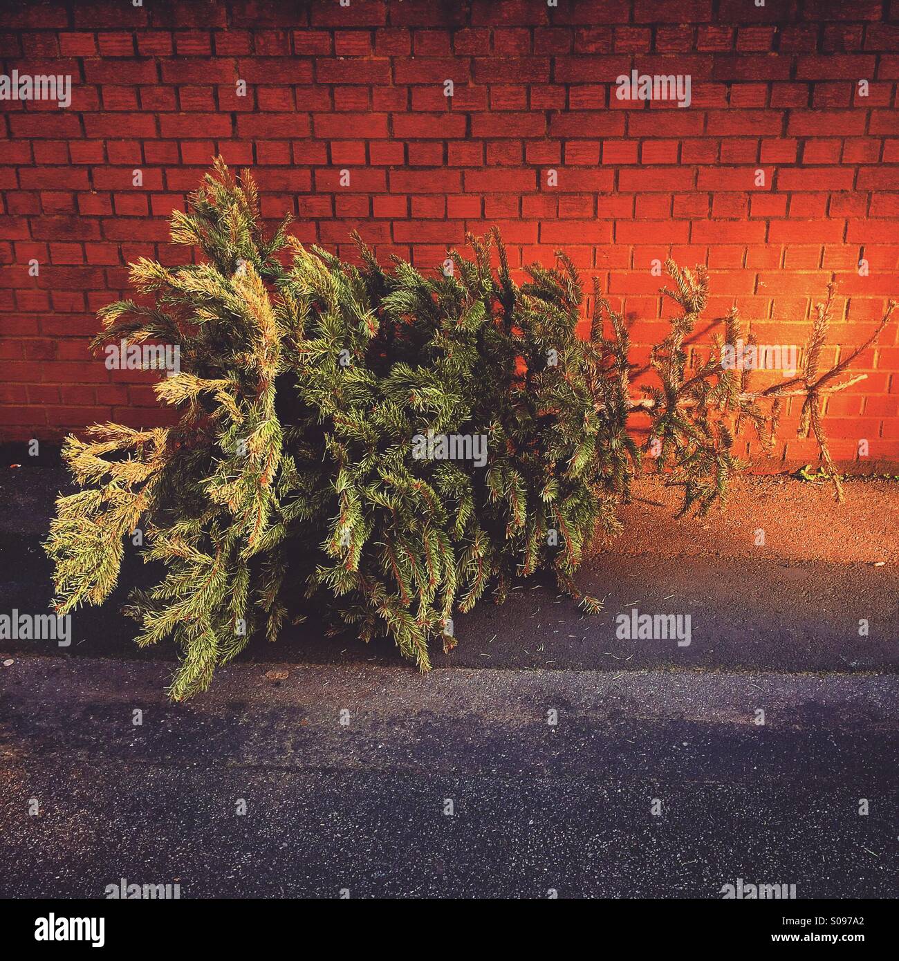 Un scartato albero di Natale - Immagine stock catturata con smartphone