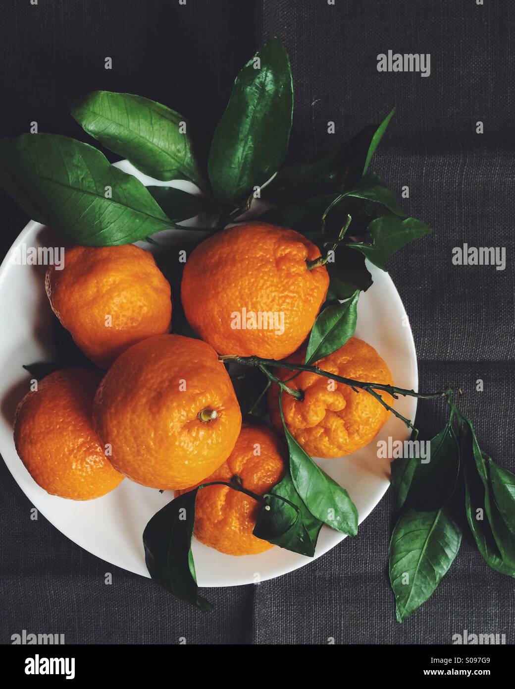 Mandarino satsuma. Foto Stock