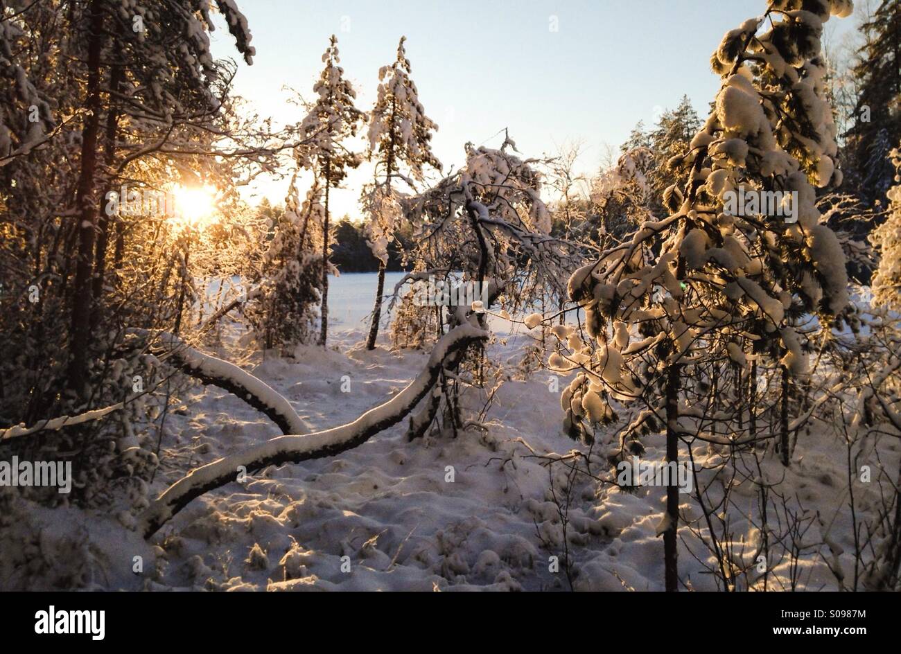 Boschi innevati e lago ghiacciato, Solvalla, Nuuksio, Finlandia - Immagine stock catturata con smartphone
