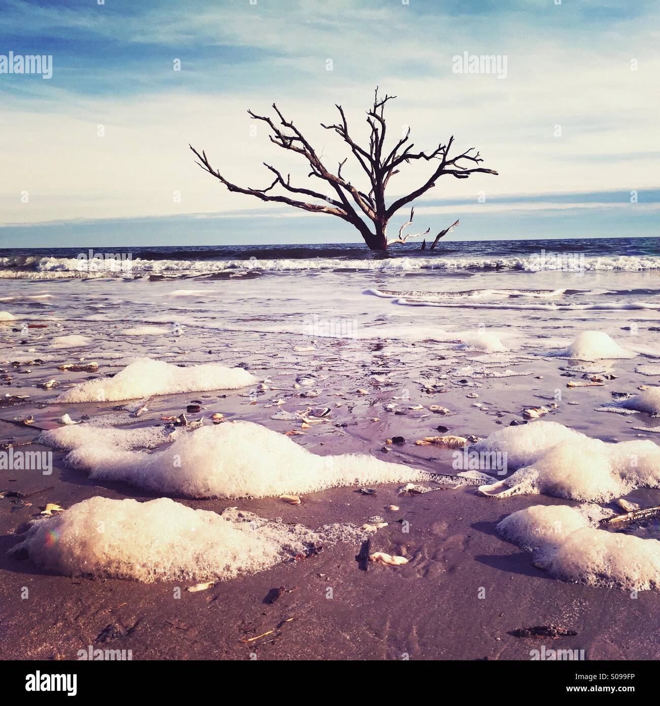 Un morto lone tree si erge nel surf a Botany Bay su Edisto Island, SC. Foto Stock