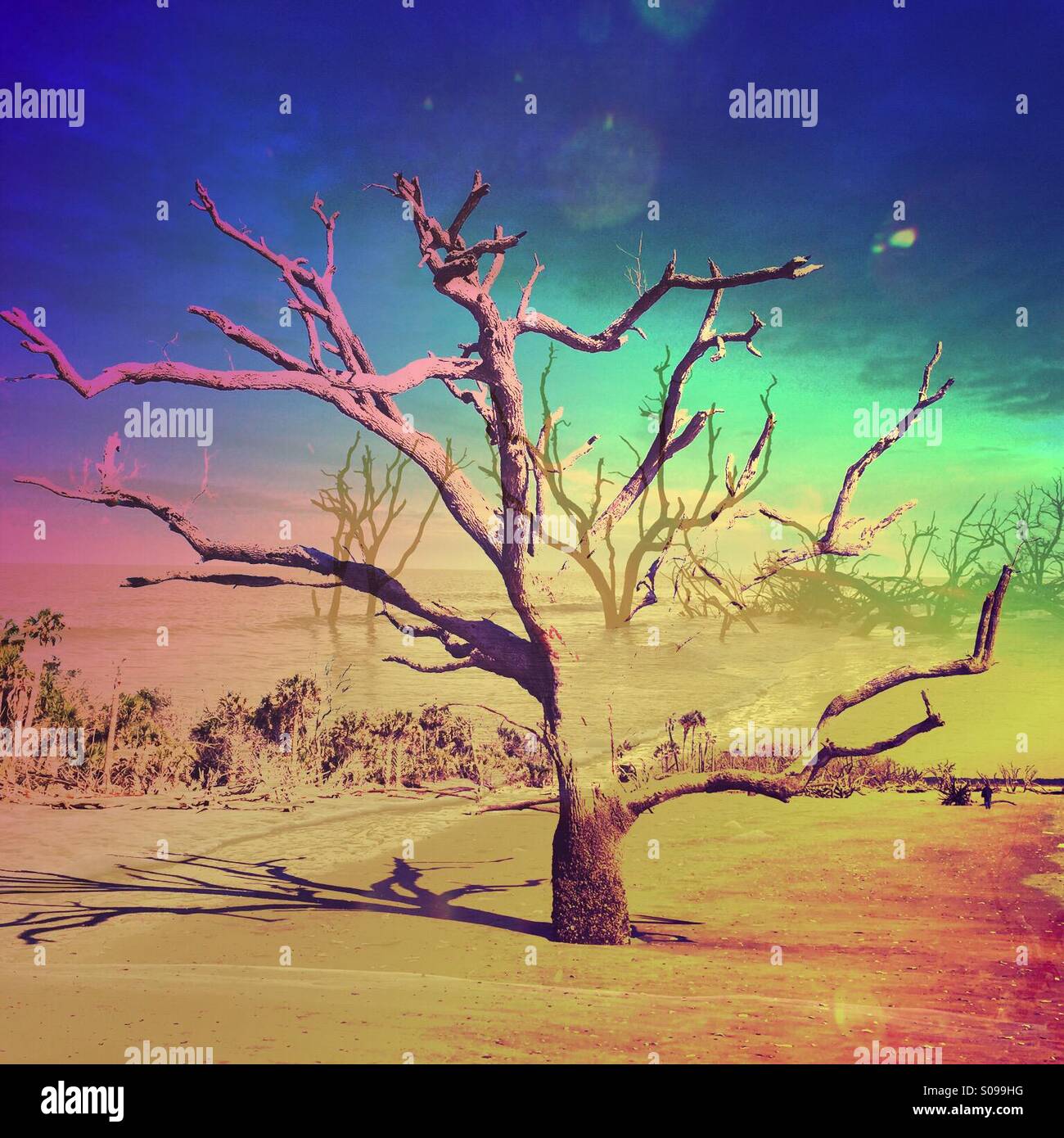 Si tratta di una doppia esposizione di due diverse immagini di alberi con una coloratissima sky e Brad massa. Foto Stock