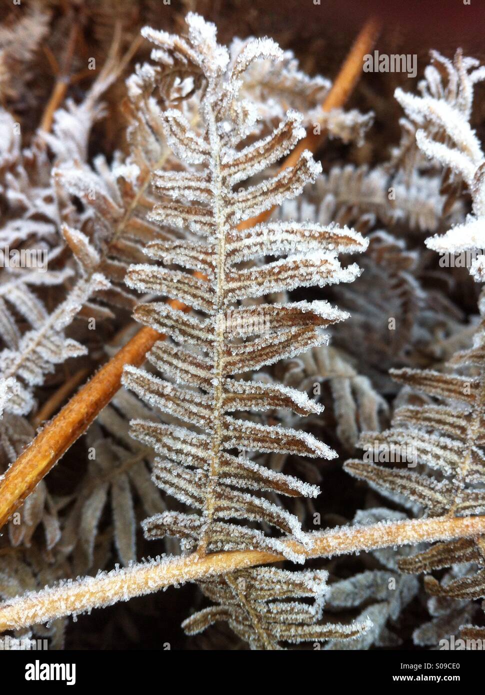 Felce di gelo Foto Stock