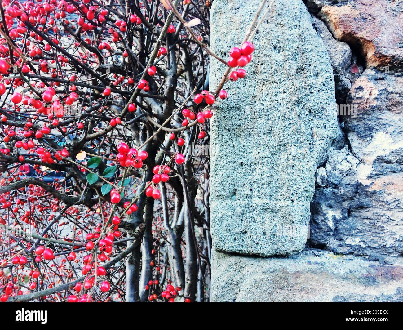 Cotoneaster frutta rossa contro un edificio in pietra in Blanchland, Northumberland, Inghilterra. Foto Stock