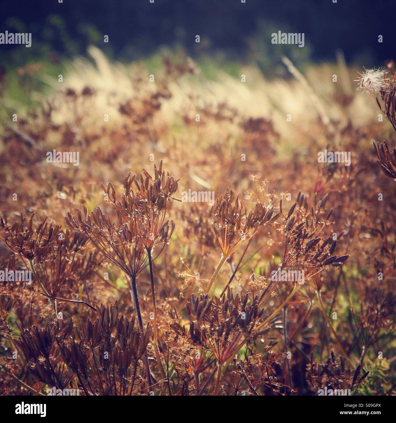 La luce e i colori della natura Foto Stock