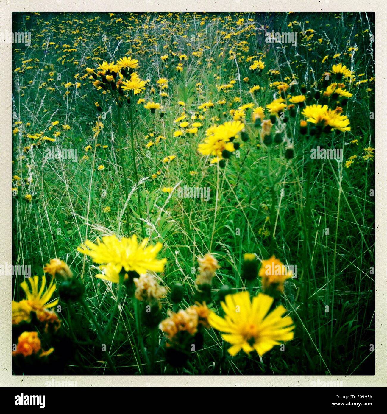 Il tarassaco, ovunque Foto Stock