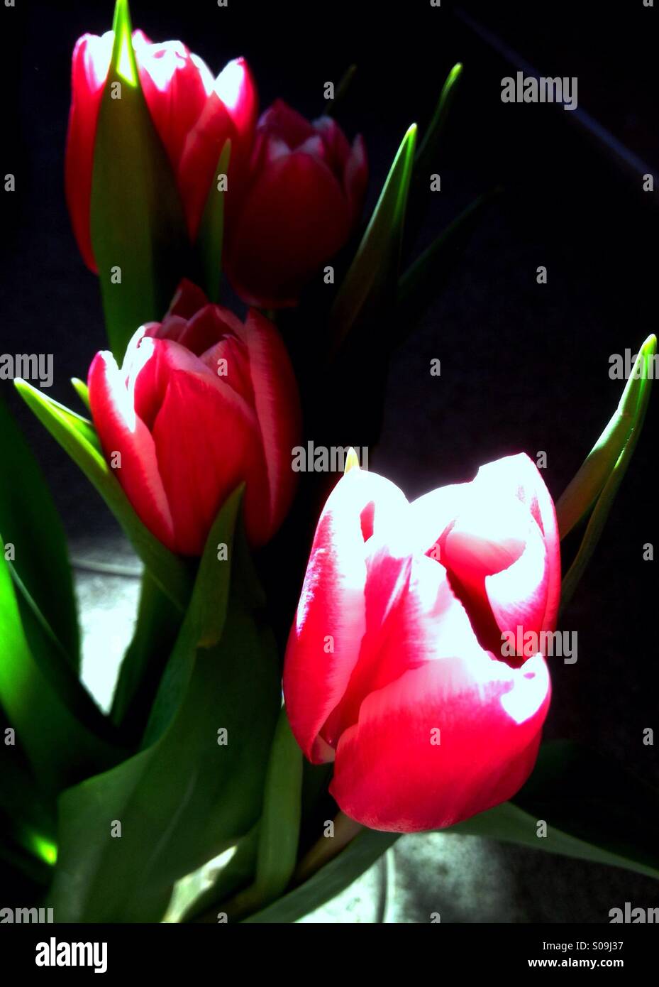 Tulipani in vaso - Immagine stock catturata con smartphone