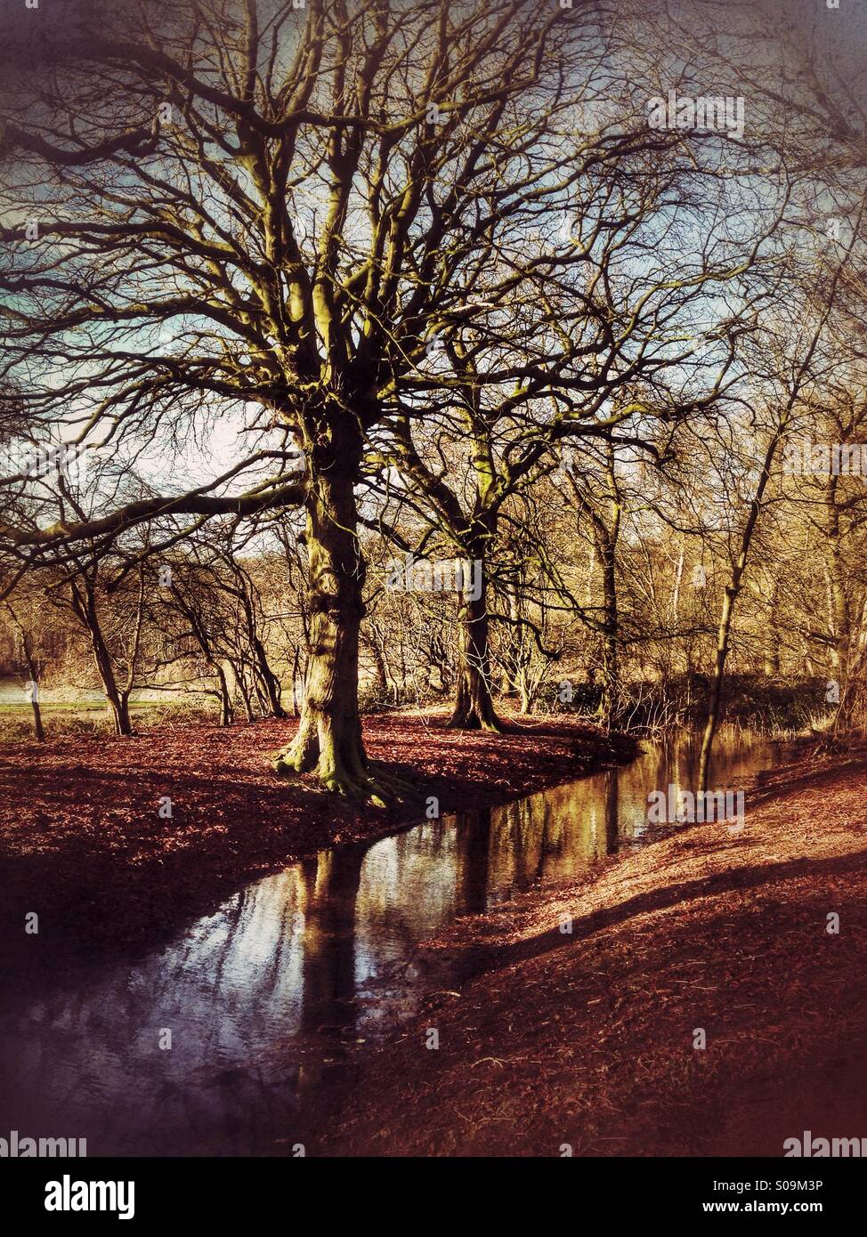 Flusso di bosco. Ancaster, Lincolnshire, Inghilterra. - Immagine stock catturata con smartphone