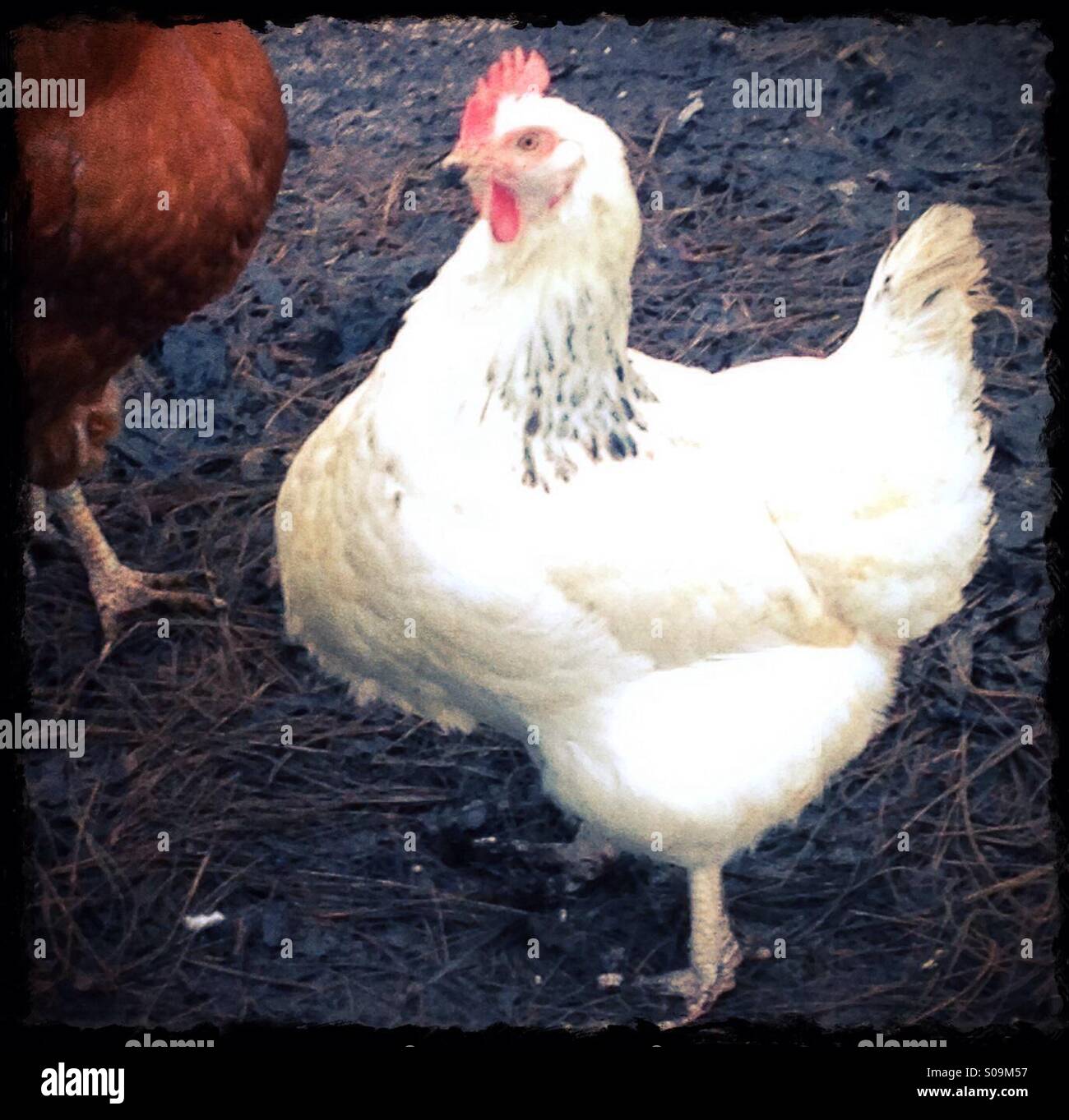 Gallina domestica, REGNO UNITO Foto Stock