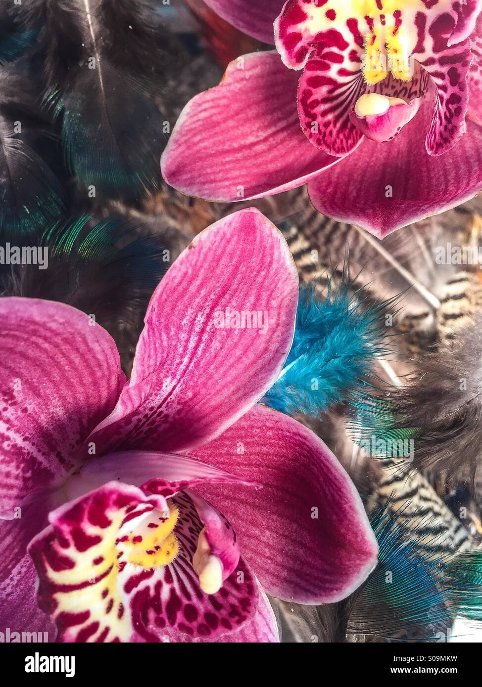 Orchidee e piume still life Foto Stock