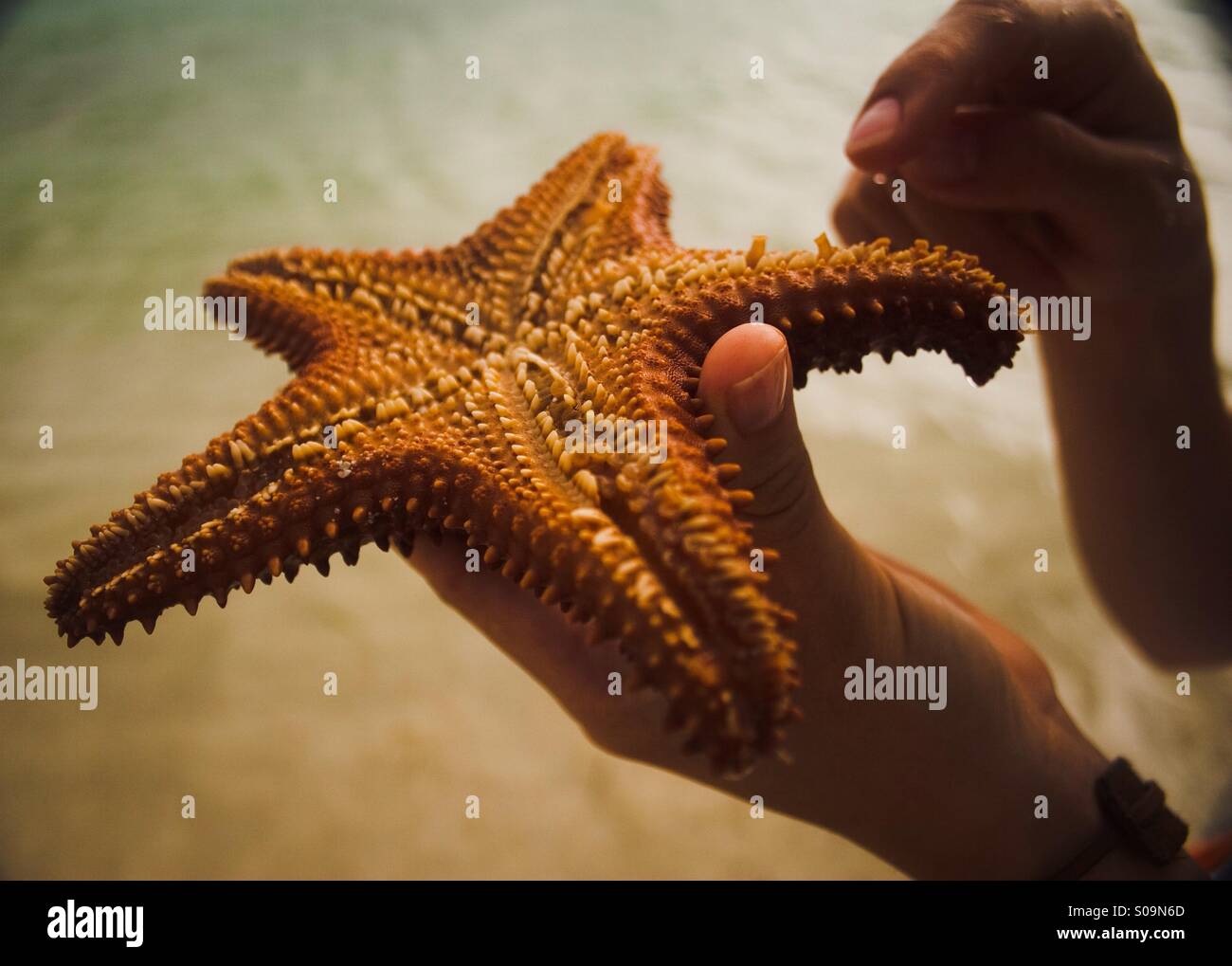 Una persona rivolta a una stella di mare trovati nei Caraibi. Foto Stock