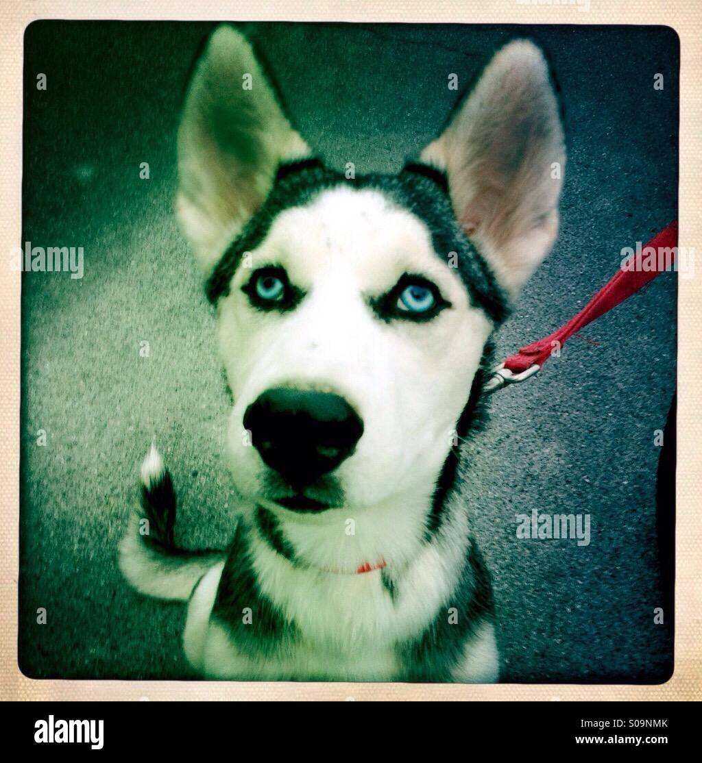Siberian Husky cucciolo con grandi orecchie - Immagine stock catturata con smartphone