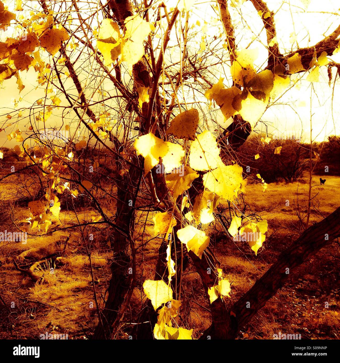 Foglie di autunno candelette su un albero. - Immagine stock catturata con smartphone