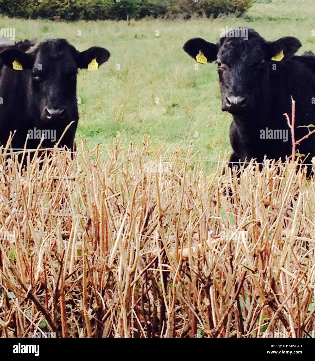 Le mucche nero cerca su hedge. Foto Stock