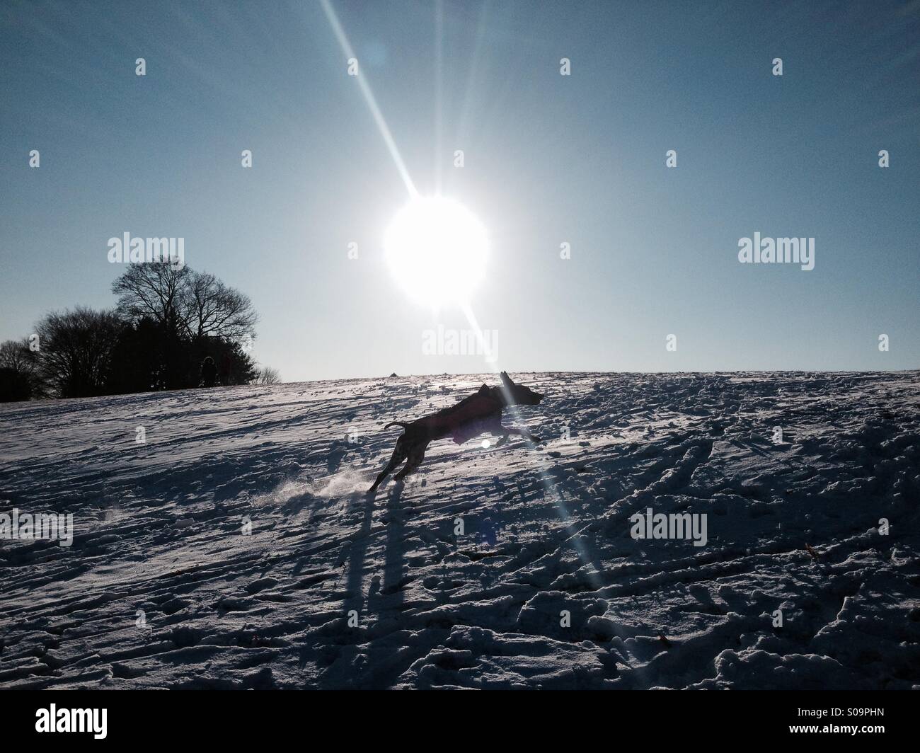 Un cane che corre su un campo nevoso in inverno con il sole che splende Foto Stock