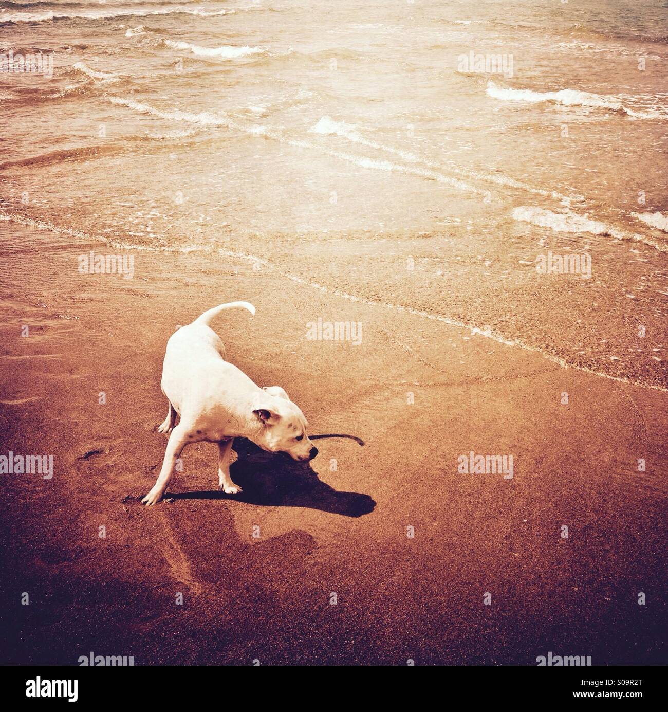 Cane divertirsi su una spiaggia - Immagine stock catturata con smartphone