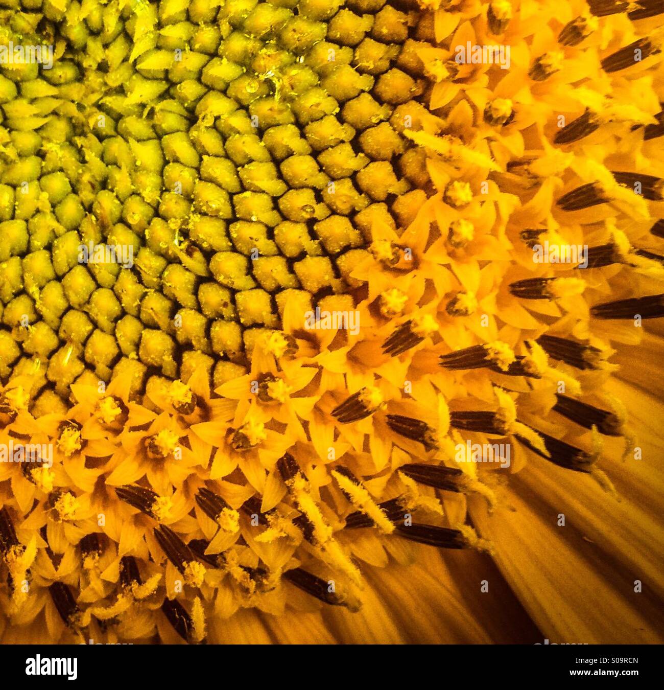 Girasole. Foto Stock