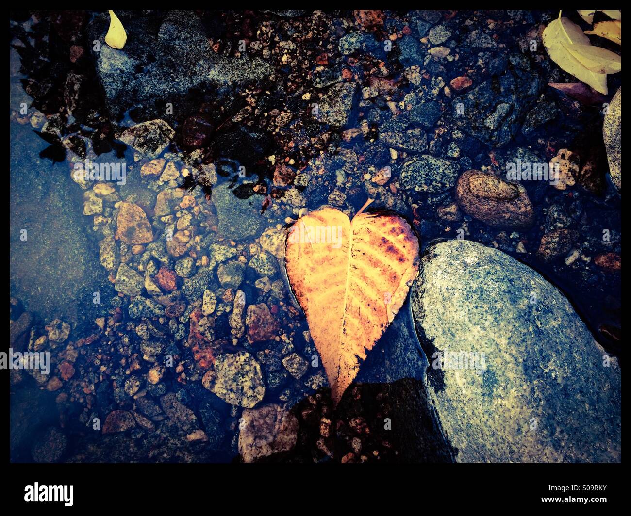 A pioppi neri americani foglia di Bridalveil creek in caduta. Il parco nazionale di Yosemite Valley, il Parco Nazionale di Yosemite, Mariposa County, California, Stati Uniti d'America - Immagine stock catturata con smartphone