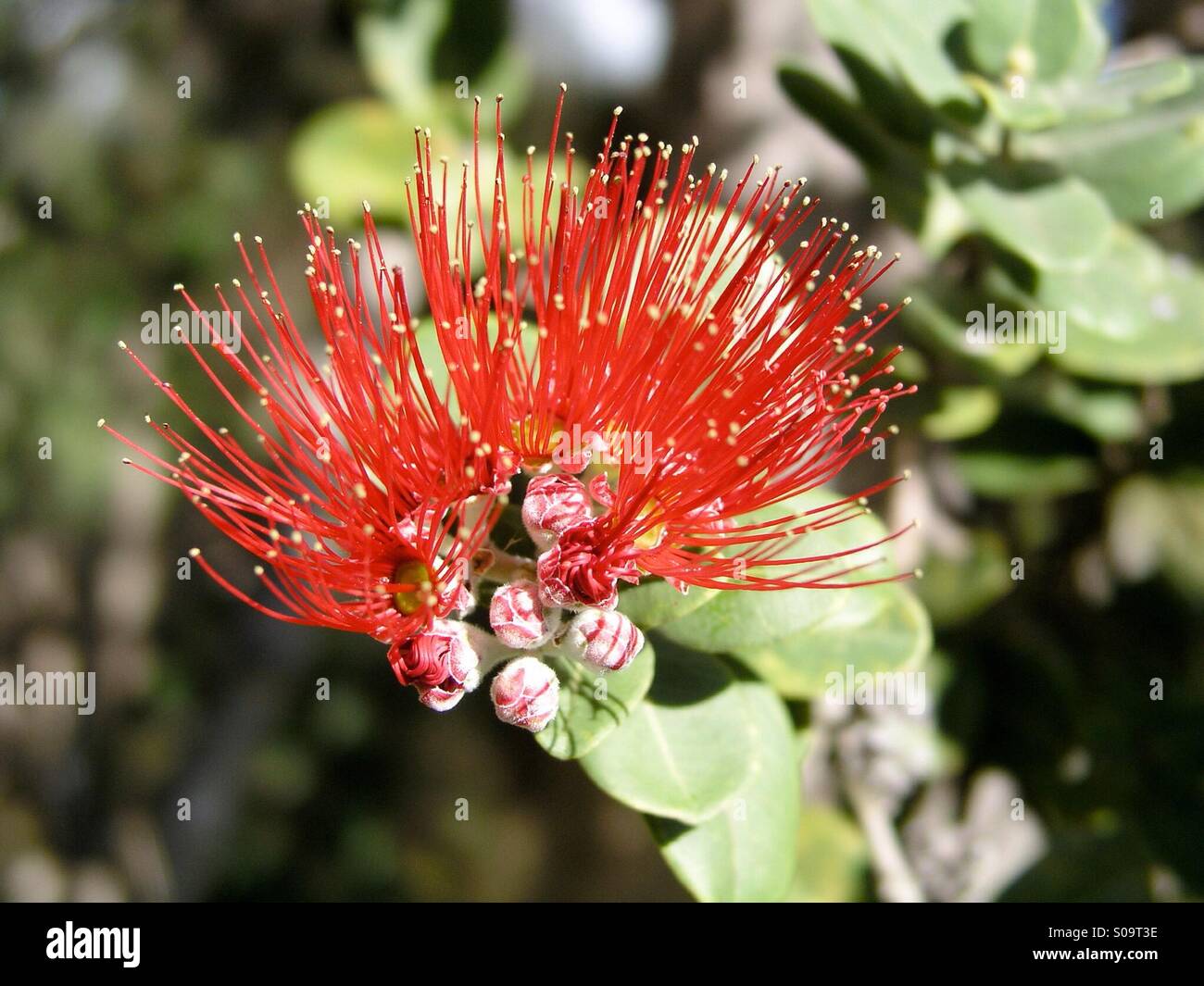 Primo piano di un rosso ohi'a lehua, presa vicino alla punta meridionale della grande isola nel Ka'u district Foto Stock