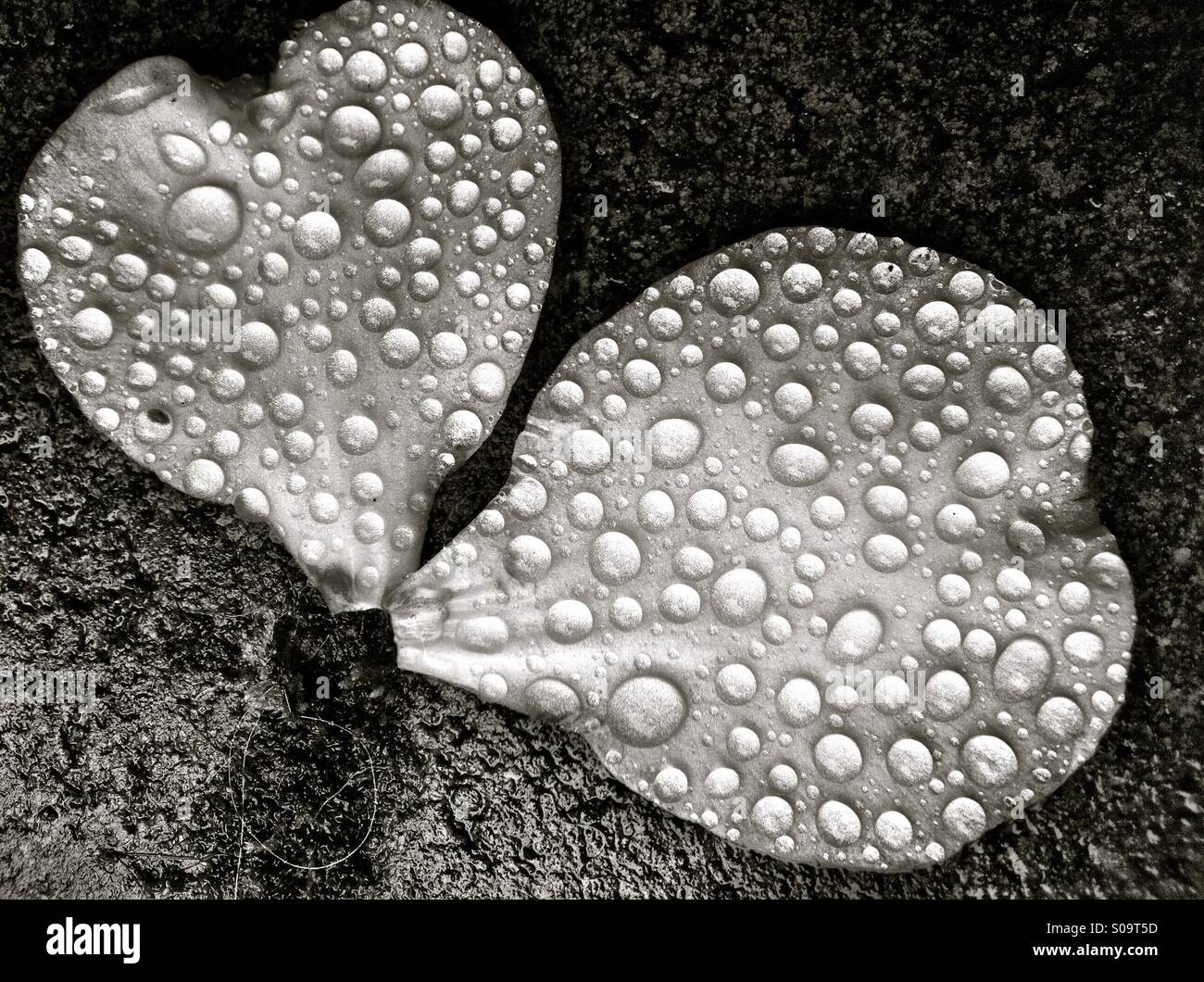 Coppia di cuore a forma di petali di fiori Foto Stock