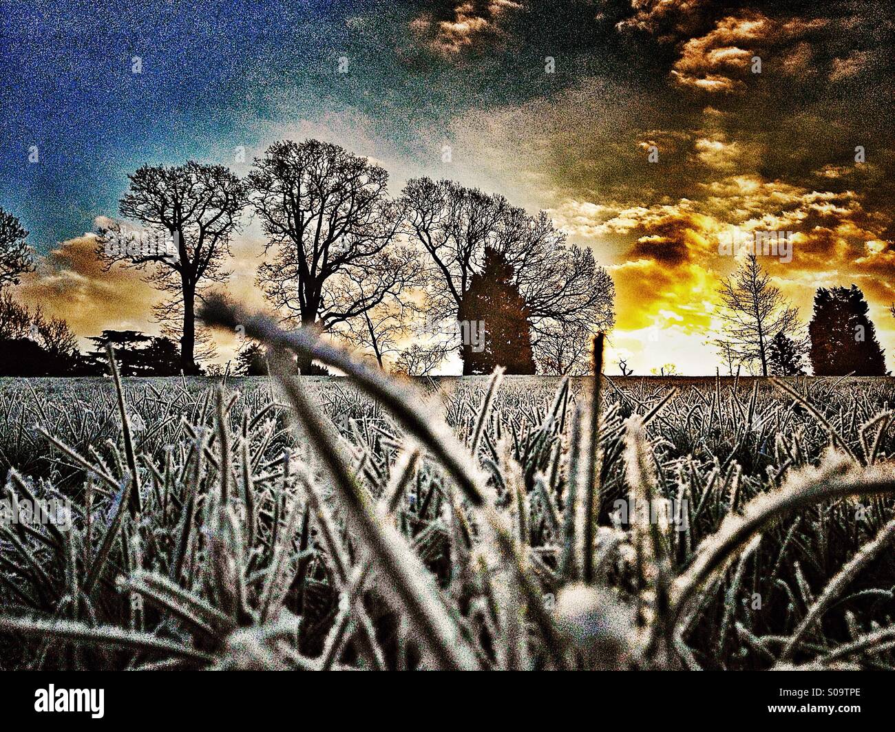 Basso livello colpo di freddo gelido di erba a sunrise con alberi in background Foto Stock