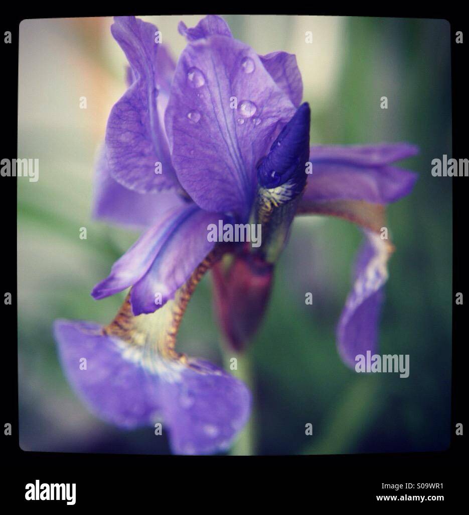 Iris con gocce di pioggia - Immagine stock catturata con smartphone