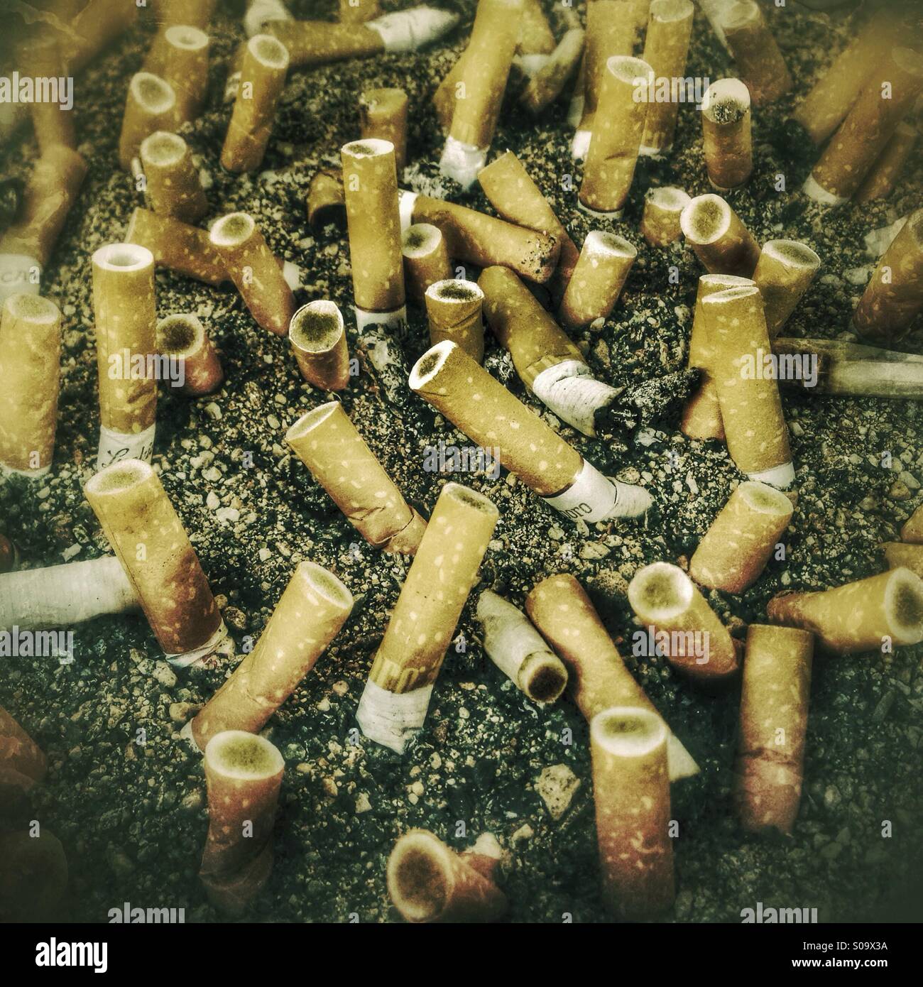 Alberi mozzi della sigaretta Foto Stock