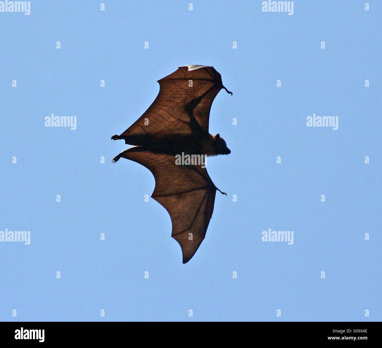 Bat vola alto nel cielo Foto Stock