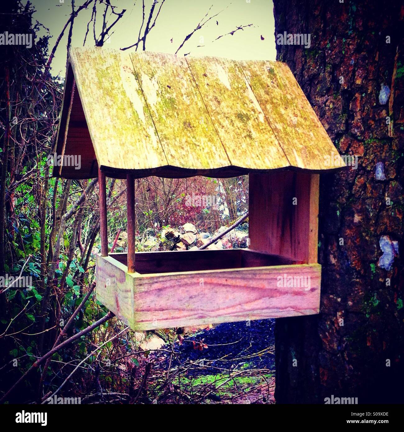 Esterno casa degli uccelli contro un tronco di albero - Immagine stock catturata con smartphone