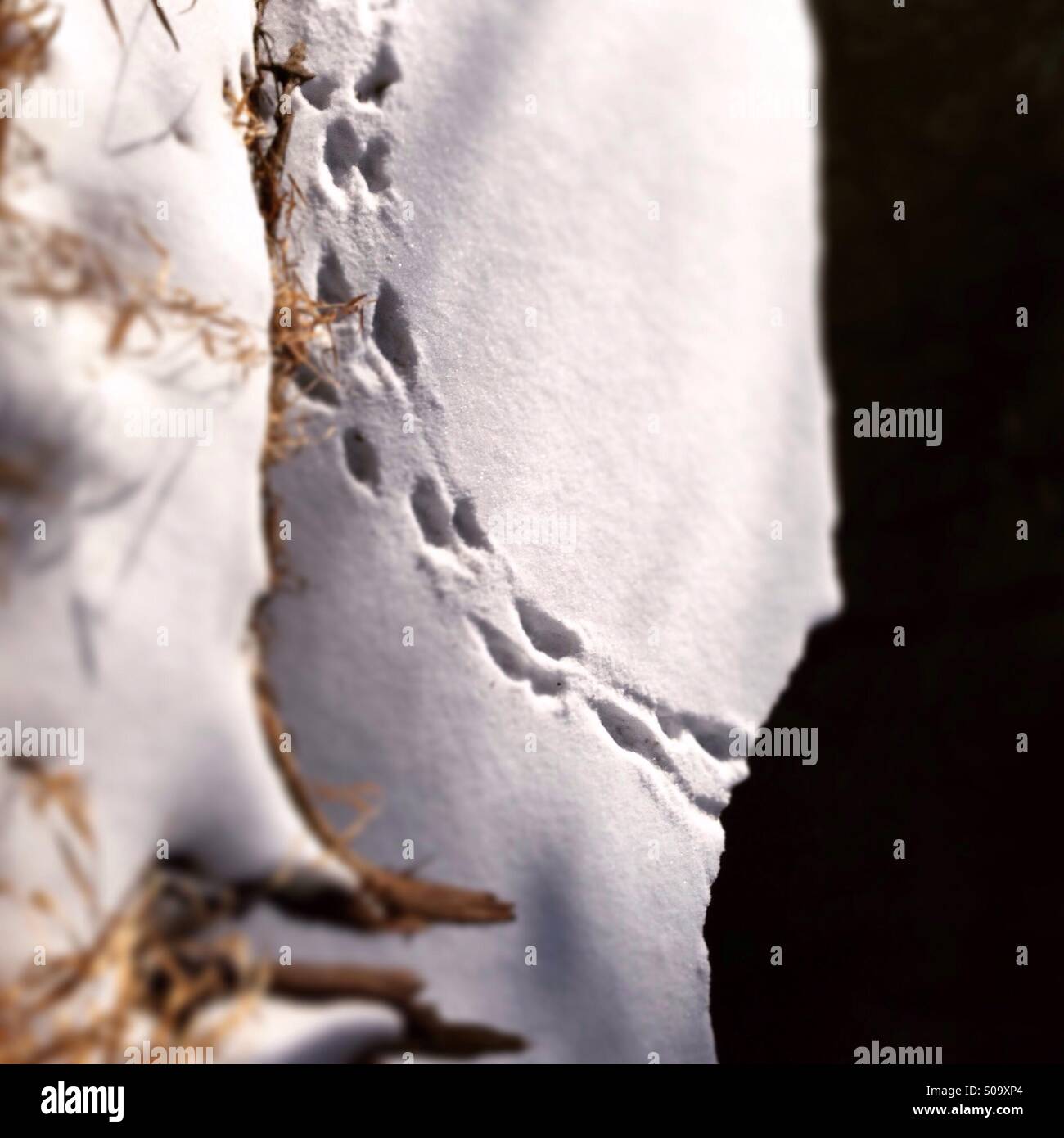 Le tracce degli animali originari del creek, spostandosi sulla neve Foto Stock