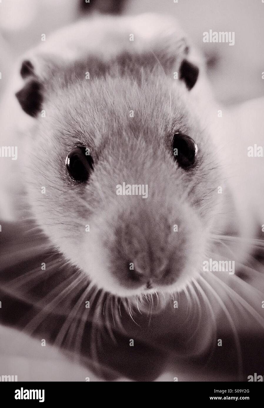 Baffi - un criceto pet - Immagine stock catturata con smartphone