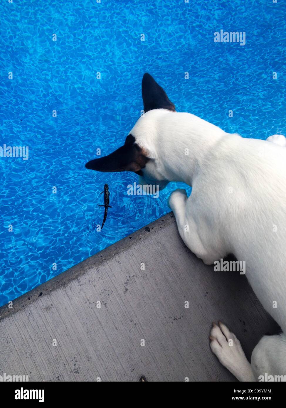 Un colpo dal di sopra del cane osservando la salamander galleggianti in piscina. (Salamandra è stato poi recuperato per l'umana prendendo questa foto). - Immagine stock catturata con smartphone