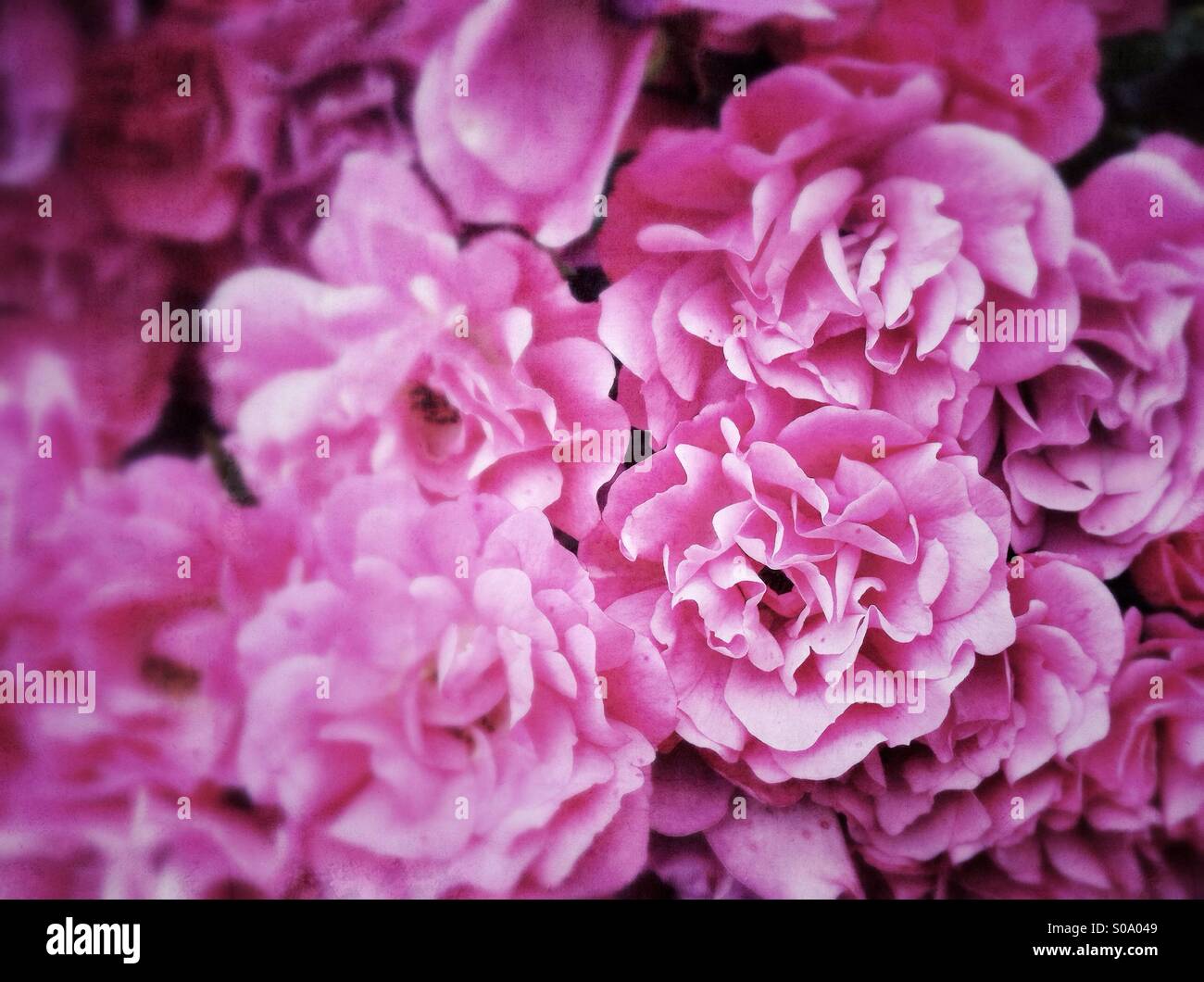 Rosa polveroso soffici sfondo fiori Foto Stock